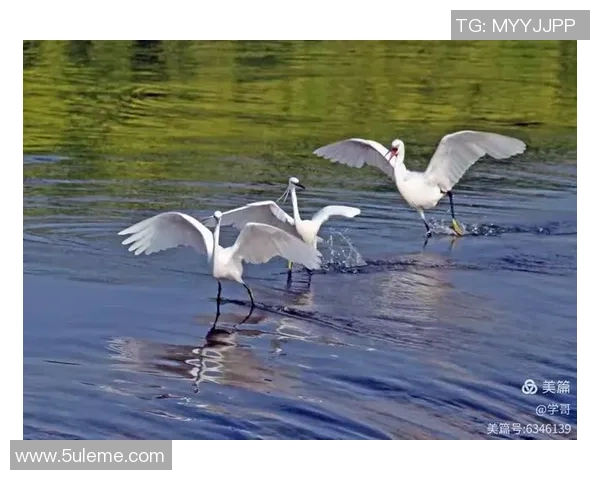 探索体育世界的无穷魅力从多元运动项目到全民健身的全面发展